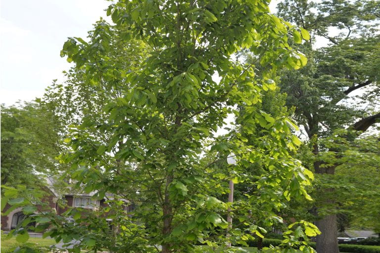 Swamp Chestnut Oak