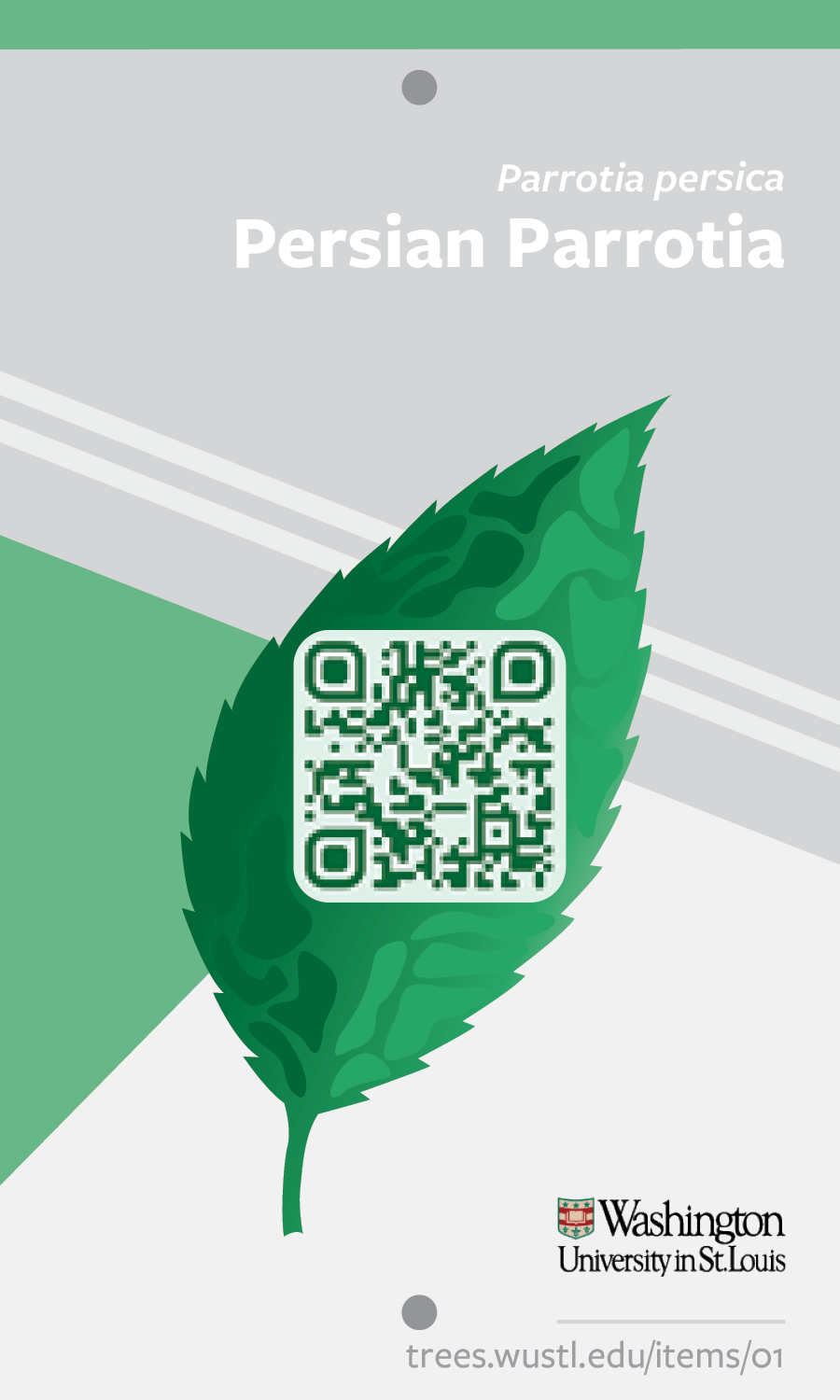 Clean graphic with a soft green leaf in the center. A QR code is overlaid on top of the leaf. "Persian parrotia" is written at the top-right, with "Parrotia persica" in a smaller font above it. At the bottom of the graphic is the Washington University logo, and a website link example to show where information about the leaf would be located.