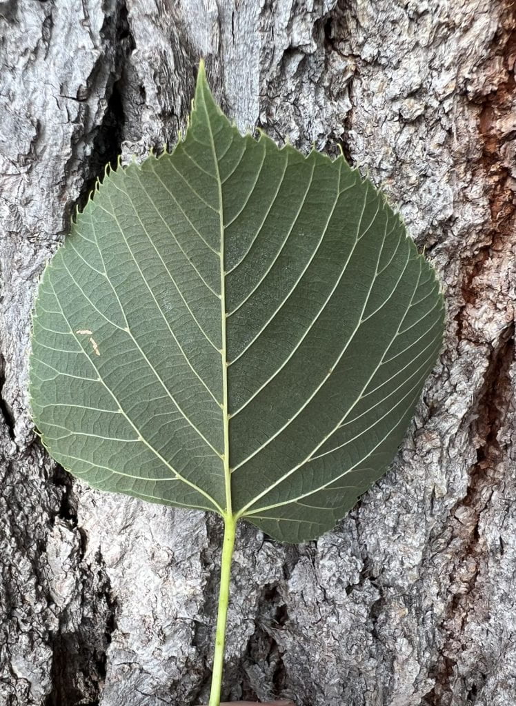 tree leaves identification cordate