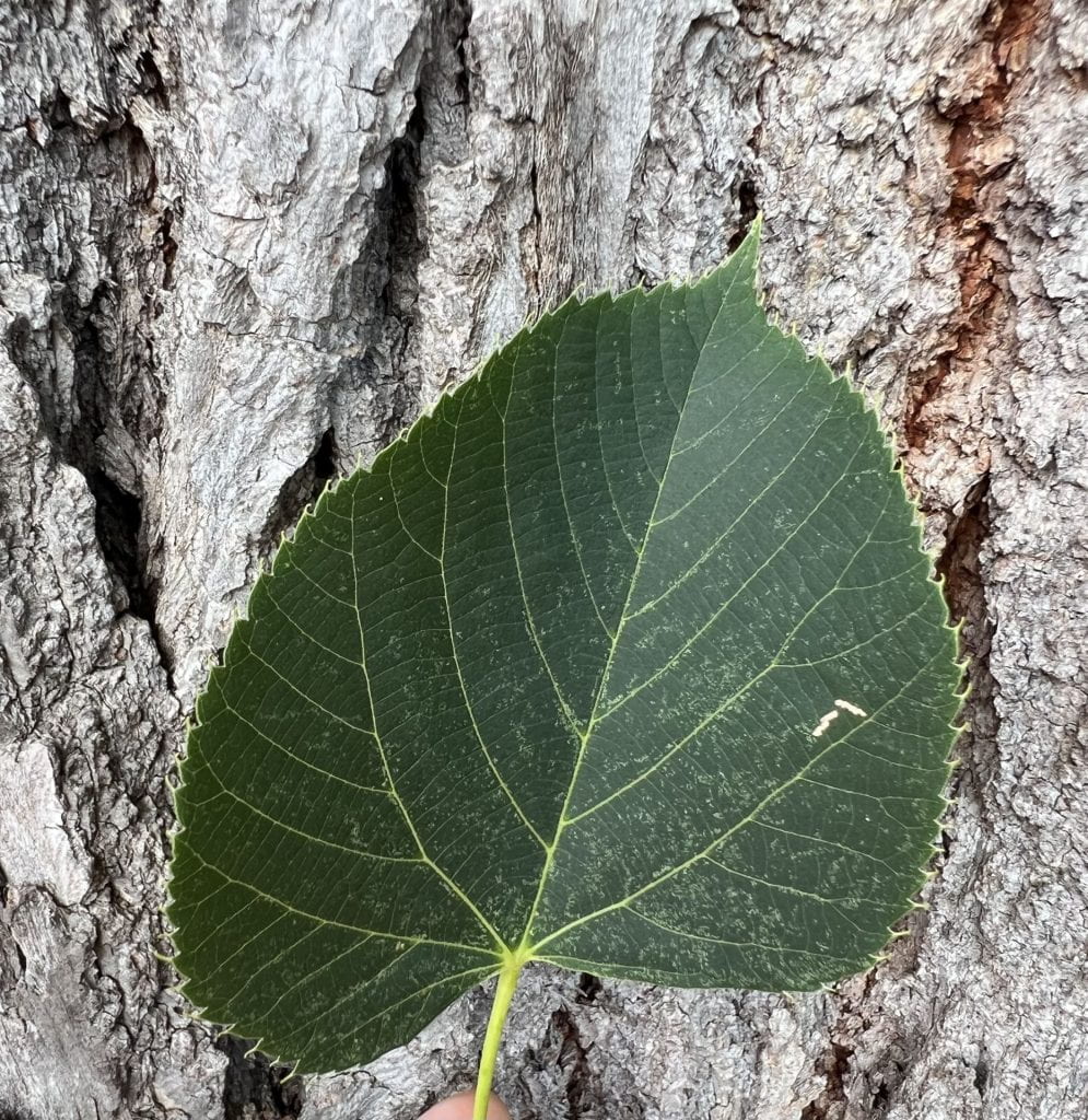 tree leaves identification cordate